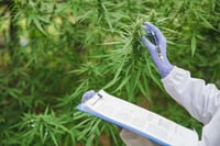 This photo shows a greenhouse filled with cannabis plants. On the right side of the picture is a researcher’s arms and hands, in a white lab coat with blue nitrile gloves. The left arm cradles a clipboard. The right hand holds a pen and is slightly bending the top of a cannabis plant, known as a main cola or apical bud. The researcher appears to be examining the plants and taking notes. Jobs in the cannabis industry often require specialty knowledge. Employee benefits can help attract and retain top talent.