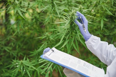 Benefits Make Grass Greener for Cannabis Employees