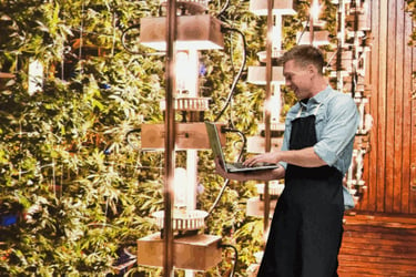 A cannabis grower standing next to an indoor crop analyzing data on a laptop computer.