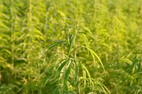 a hemp plant