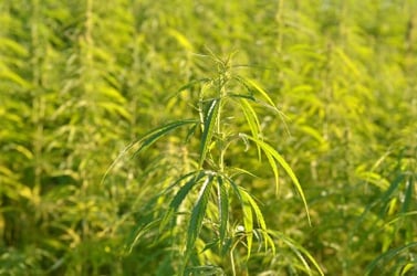 a hemp plant