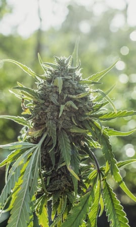 Flowering head of a cannabis plant-700-1164