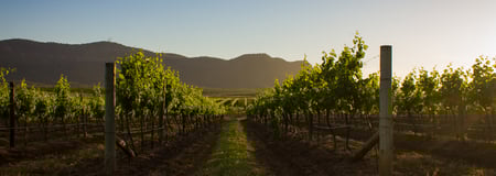 Vineyard-2878x1027
