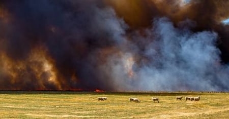 Wildfire Safety for Your Livestock and Pets