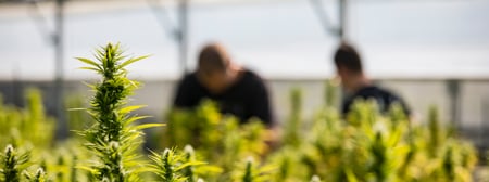 2_men_farming_cannabis