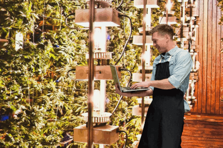 Risk and Opportunity in the Emerging Cannabis Industry