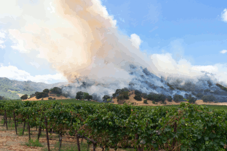 Wineries Face Coverage Crisis As Wildfires Rage On